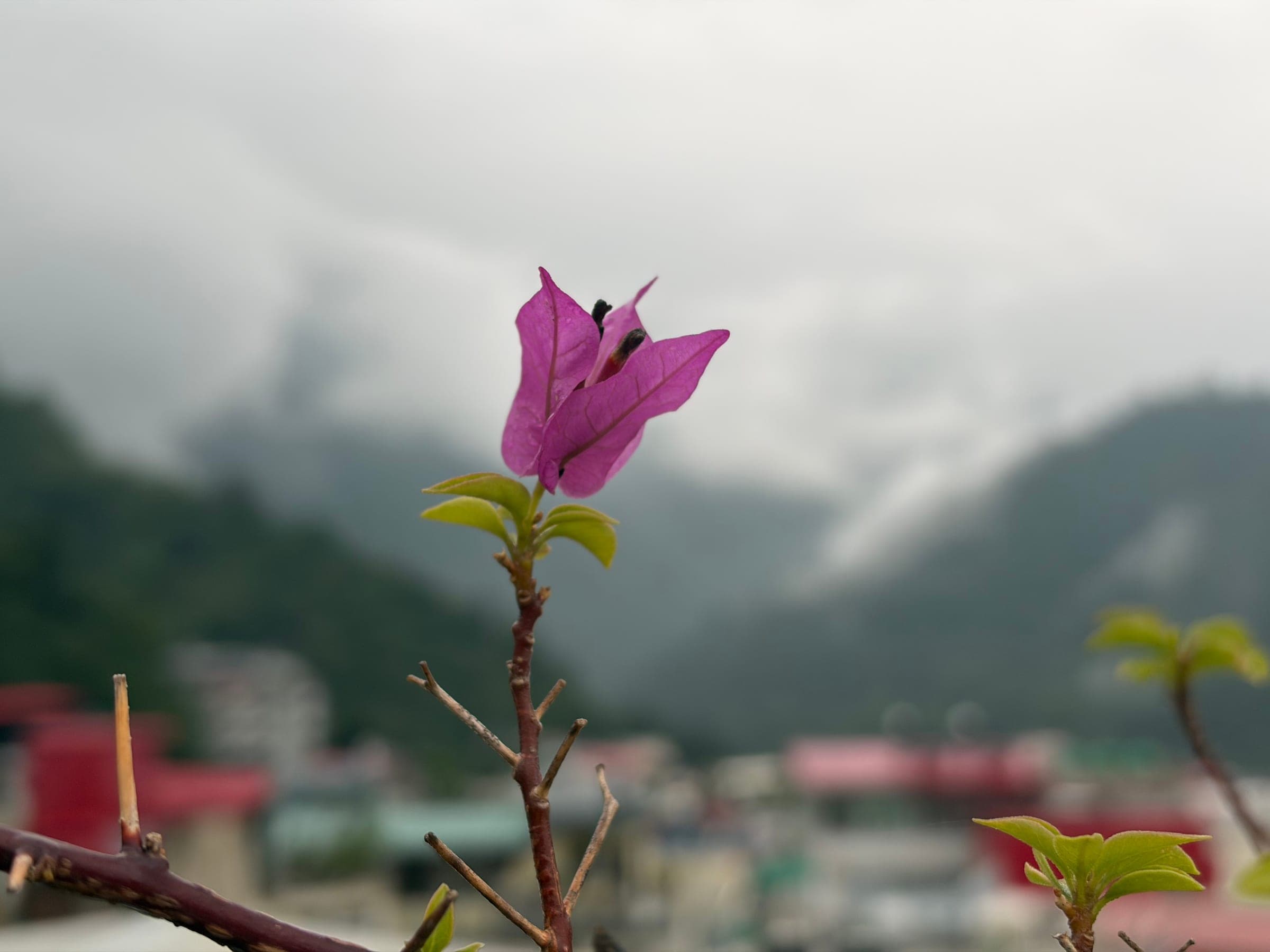 A bougainvillea against the cloud