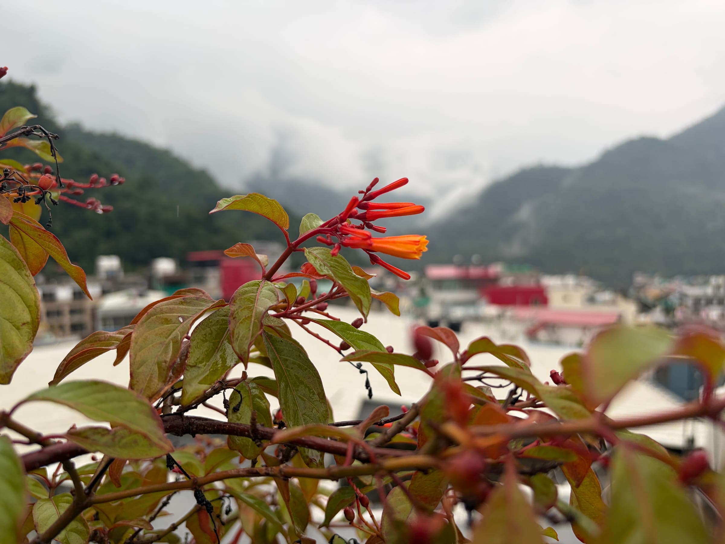 Firebush flowers with the valley behind