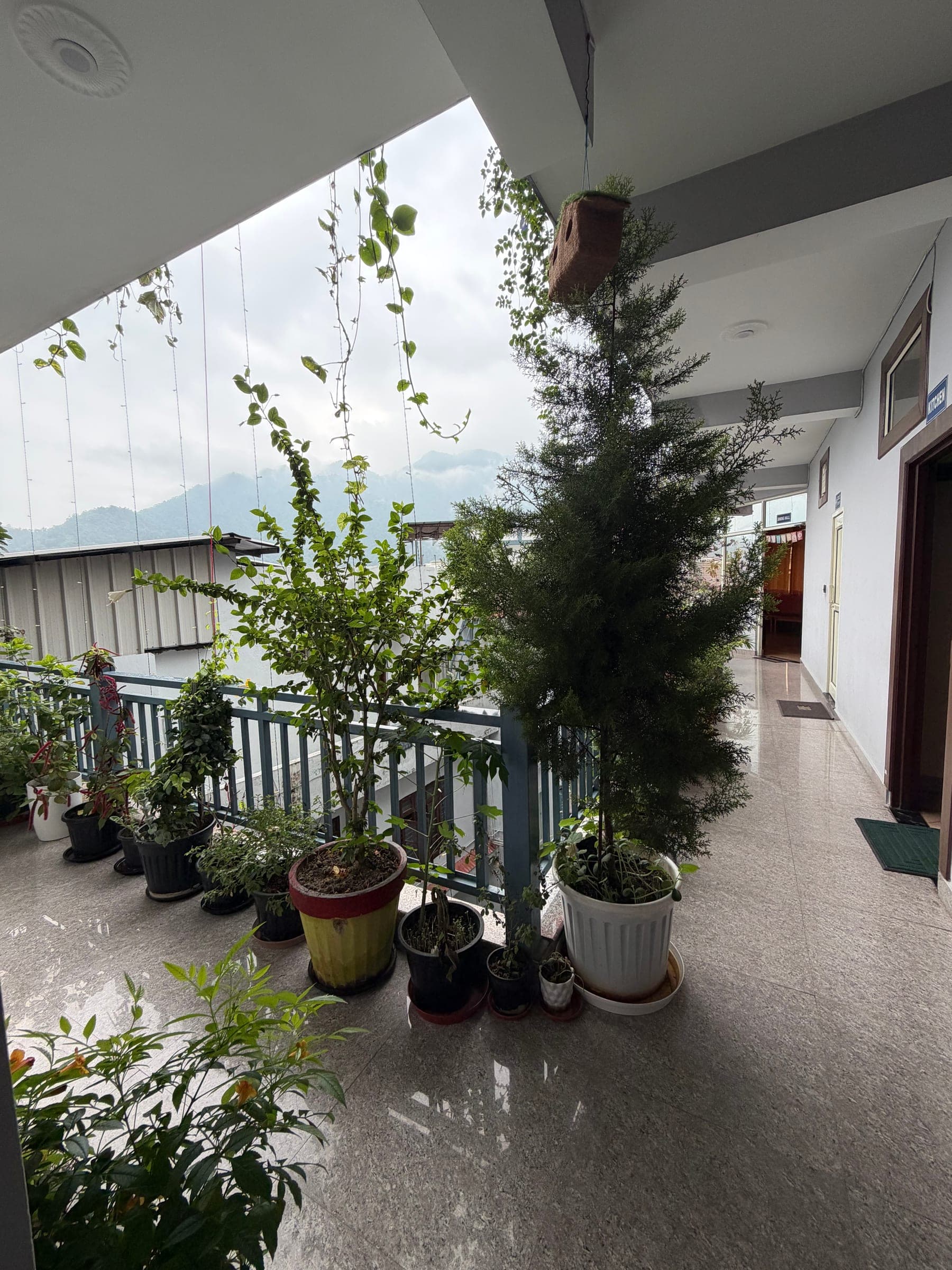 Pot plants the length of the walkway