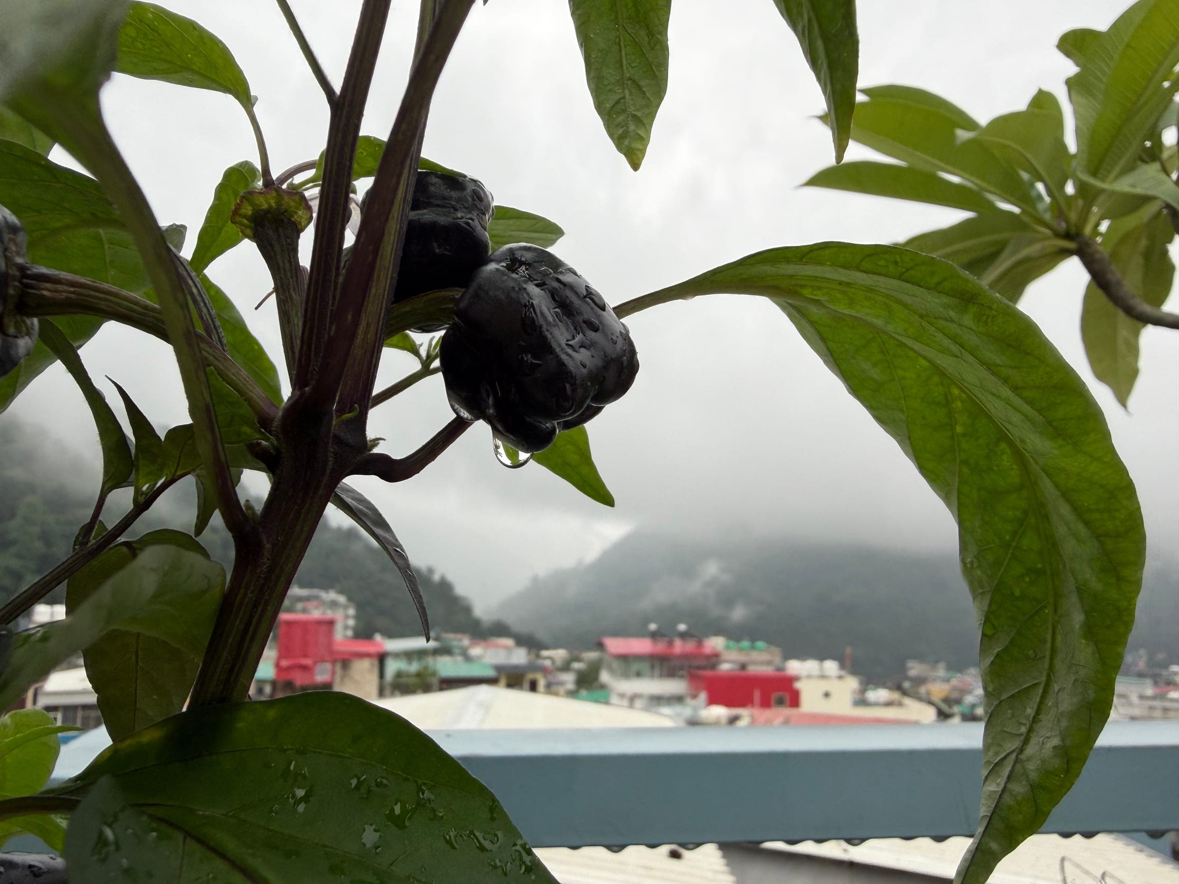 Rain sitting on the chilli plant