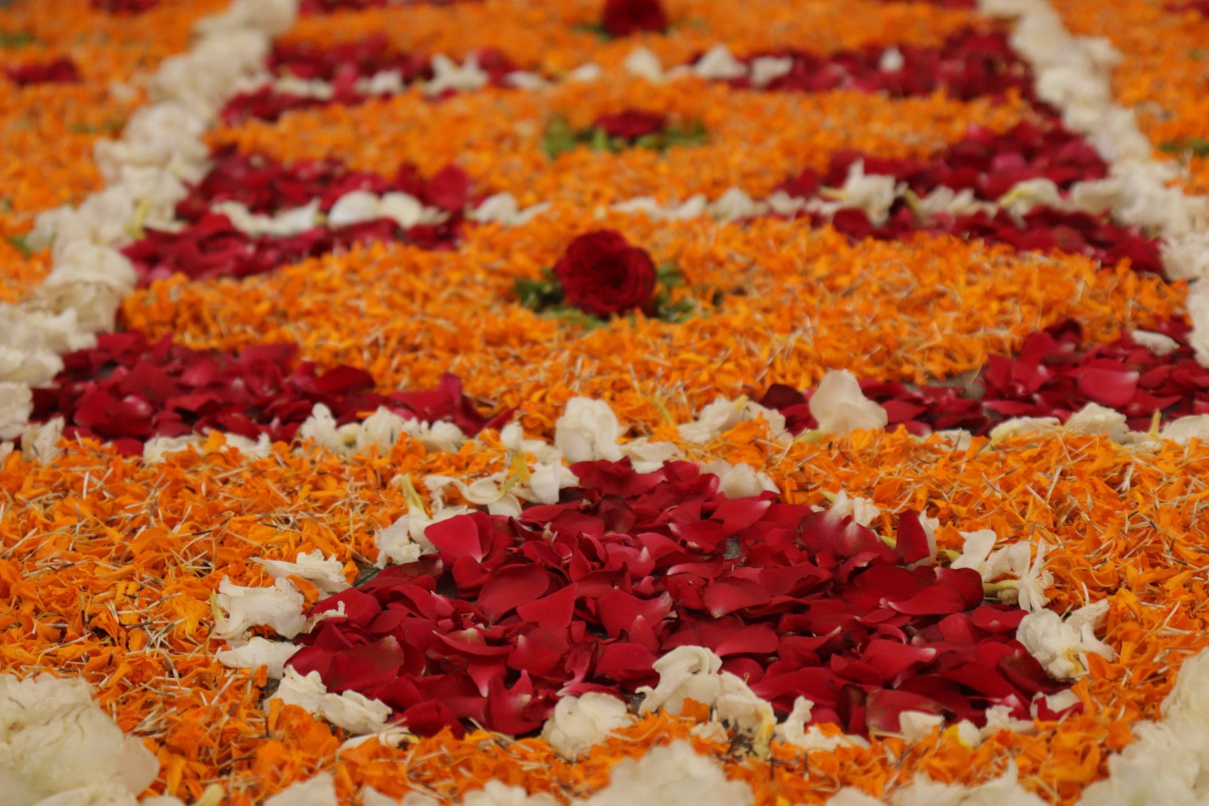 Marigold and rose petals, close up