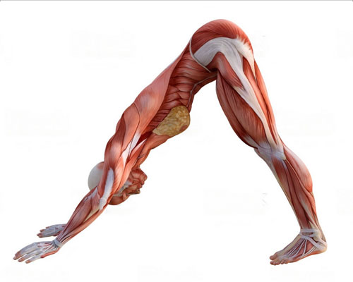 Yoga Anatomy poses
